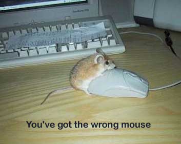 mouse.jpg