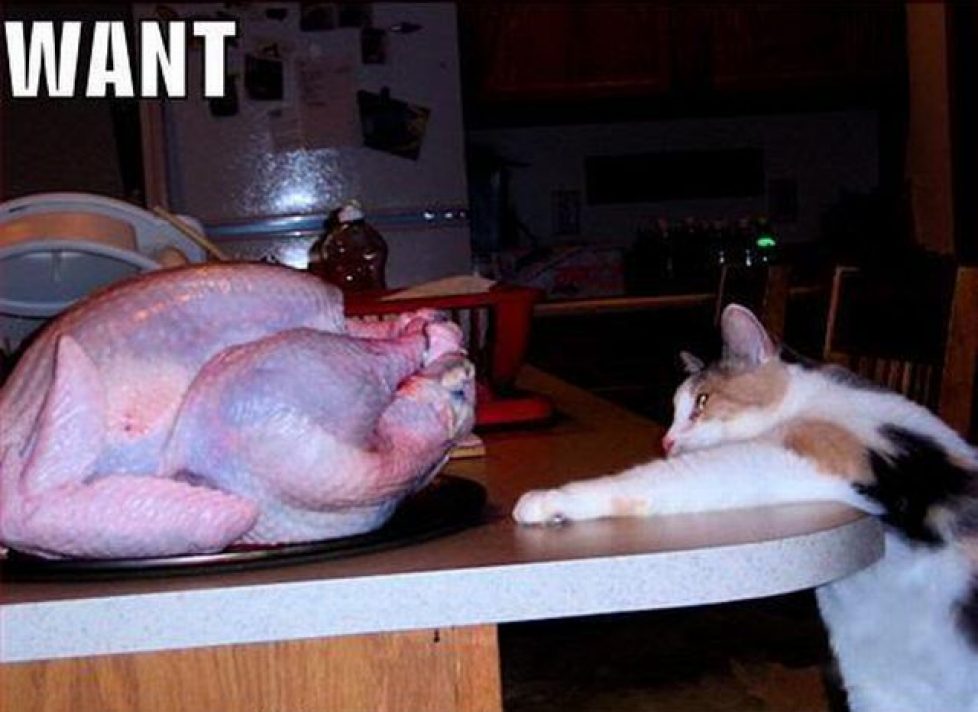 Pic Dump 20121124 (62 pics)